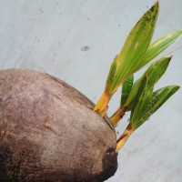 Cocos nucifera L.