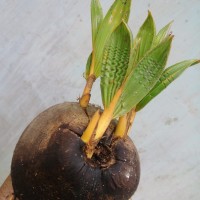 Cocos nucifera L.