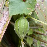 Luffa acutangula (L.) Roxb.