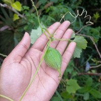 Luffa acutangula (L.) Roxb.