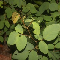 Dendrolobium umbellatum (L.) Benth.