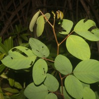 Dendrolobium umbellatum (L.) Benth.