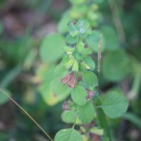 Mesosphaerum suaveolens (L.) Kuntze