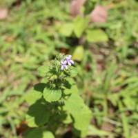 Mesosphaerum suaveolens (L.) Kuntze