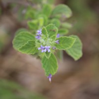 Mesosphaerum suaveolens (L.) Kuntze