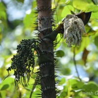 Oncosperma fasciculatum Thwaites