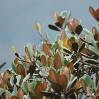 Palaquium rubiginosum (Thwaites) Engl.