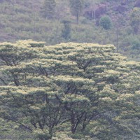 Falcataria falcata (L.) Greuter & R.Rankin