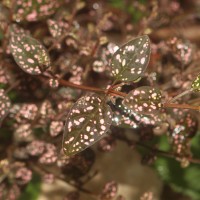 Hypoestes phyllostachya Baker