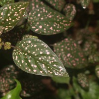 Hypoestes phyllostachya Baker