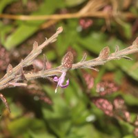 Hypoestes phyllostachya Baker