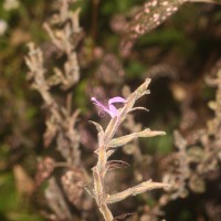 Hypoestes phyllostachya Baker