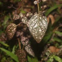 Hypoestes phyllostachya Baker