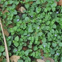 Torenia crustacea (L.) Cham. & Schltdl.