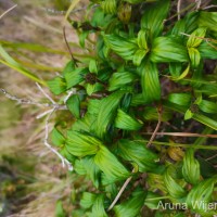 Hedyotis marginata (Thwaites ex Trimen) Alston