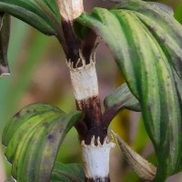 Hedyotis marginata (Thwaites ex Trimen) Alston