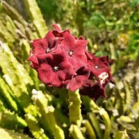 Boucerosia umbellata (Haw.) Wight & Arn.