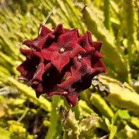 Boucerosia umbellata (Haw.) Wight & Arn.