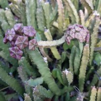 Boucerosia umbellata (Haw.) Wight & Arn.