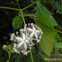 Trichosanthes cucumerina L.