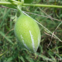 Trichosanthes cucumerina L.