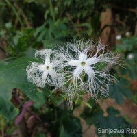 Trichosanthes cucumerina L.