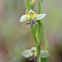 Habenaria acuminata (Thwaites) Trimen