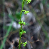 Habenaria acuminata (Thwaites) Trimen