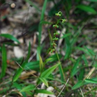 Habenaria acuminata (Thwaites) Trimen