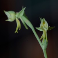 Habenaria barbata Wight ex Hook.f.