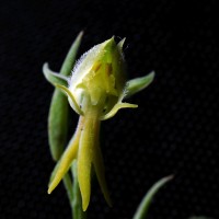 <i>Habenaria barbata</i>  Wight ex Hook.f.