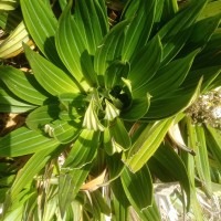 Hedyotis plantaginifolia Arn.