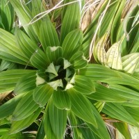 Hedyotis plantaginifolia Arn.