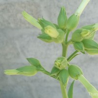 Nicotiana tabacum L.