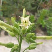 Nicotiana tabacum L.