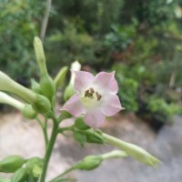 Nicotiana tabacum L.