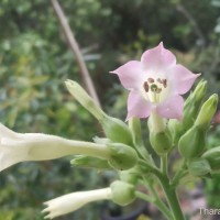 Nicotiana tabacum L.