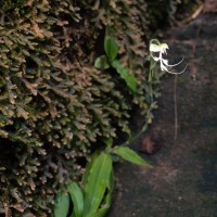 Habenaria crinifera Lindl.