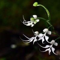 Habenaria crinifera Lindl.