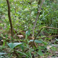 Habenaria dichopetala Thwaites