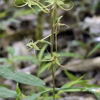 Habenaria dichopetala Thwaites