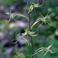 Habenaria dichopetala Thwaites