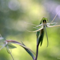 Habenaria dichopetala Thwaites