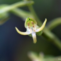 Habenaria dolichostachya Thwaites