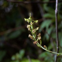 Habenaria dolichostachya Thwaites