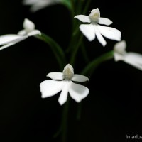 Habenaria plantaginea Lindl.