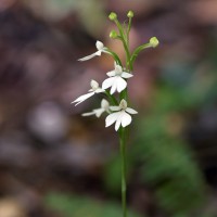 Habenaria plantaginea Lindl.