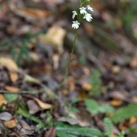 Habenaria plantaginea Lindl.