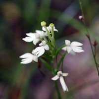 Habenaria plantaginea Lindl.