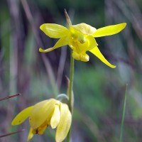 Ipsea speciosa Lindl.